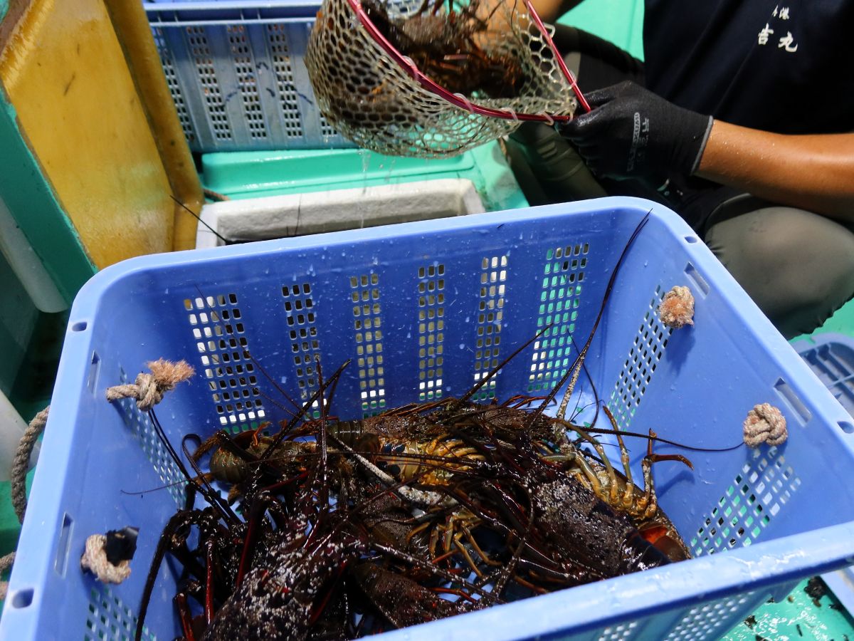 かごに入った魚介類
