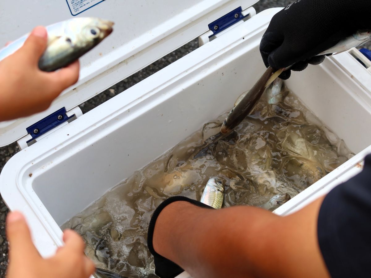 いただいた魚介類