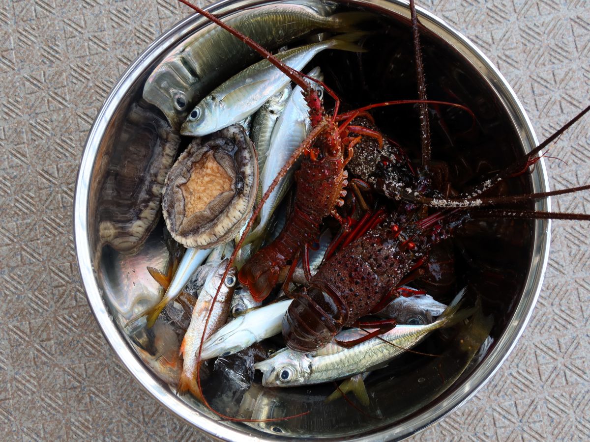 いただいた魚介類