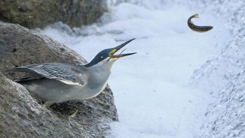 真夏の水辺でバードウォッチング。ユーモラスなササゴイとヨシゴイを見に行こう！