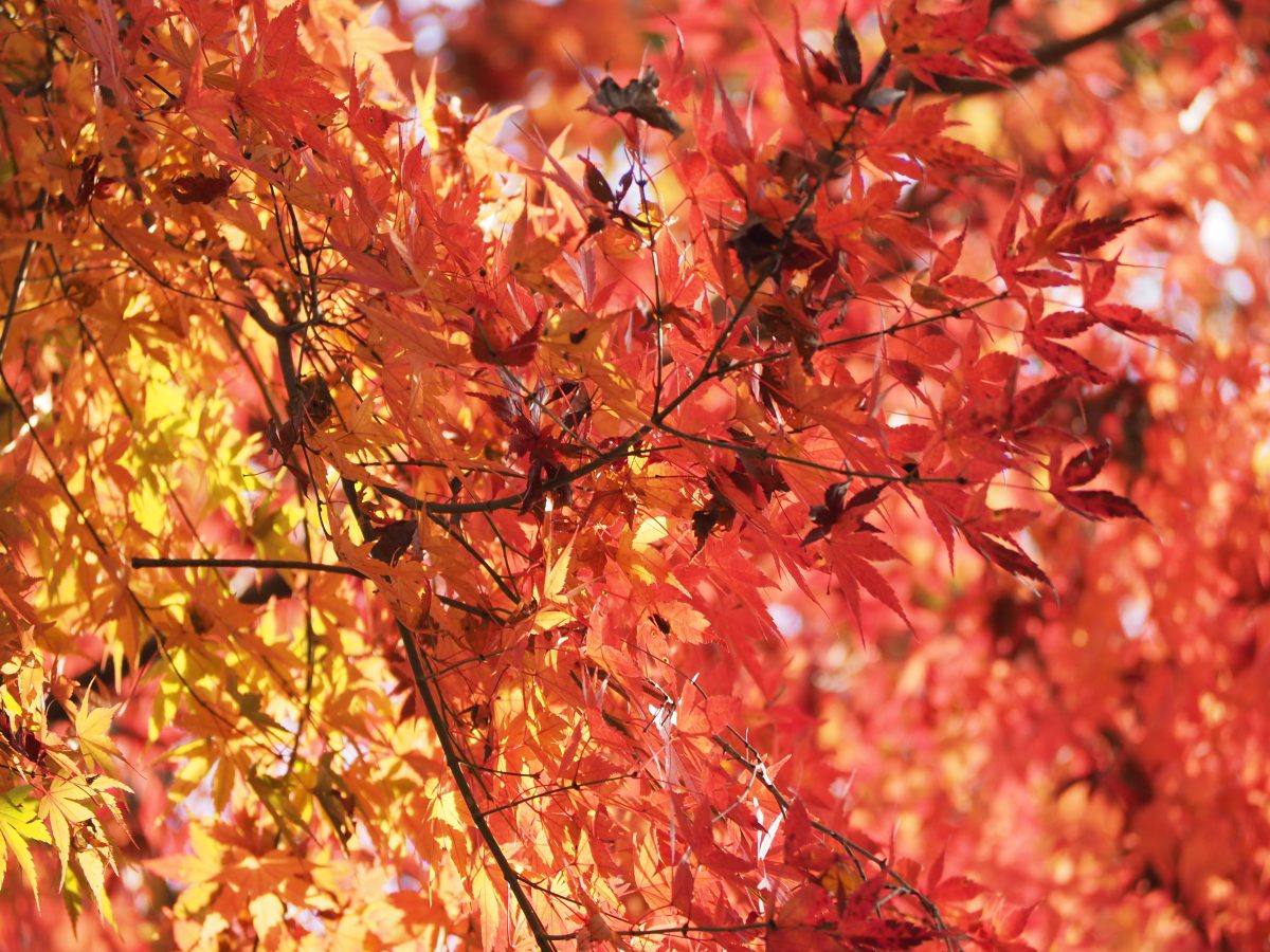 紅葉