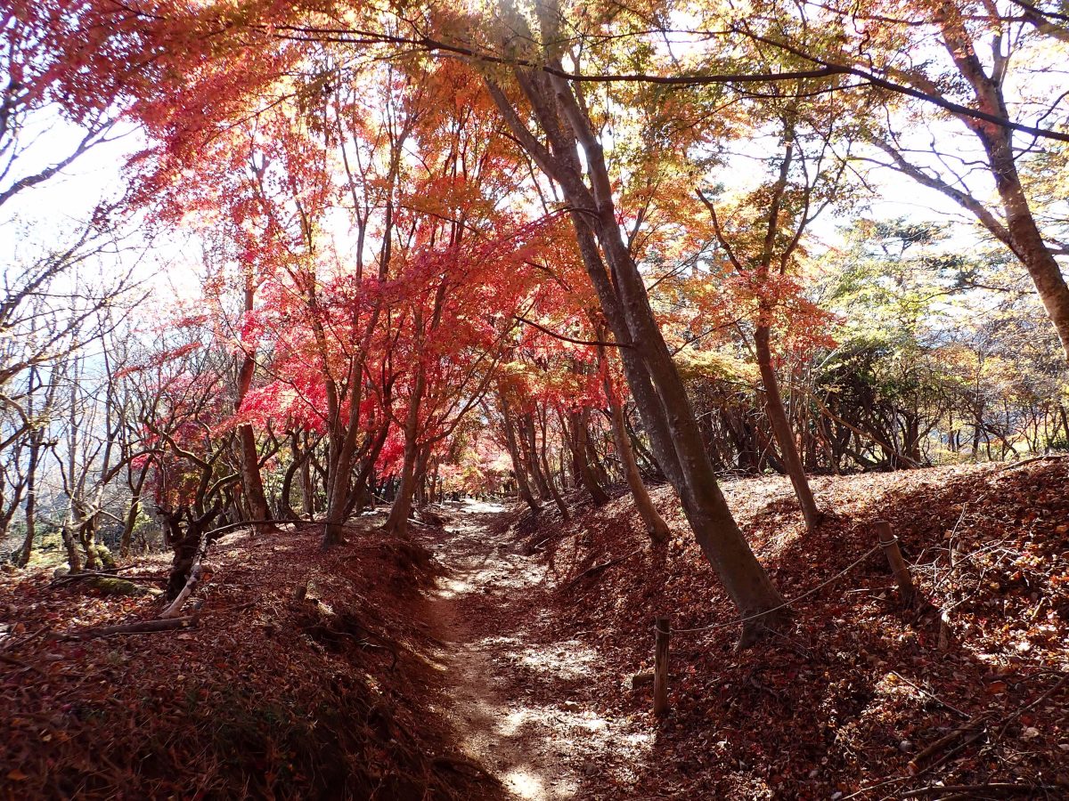 登山道