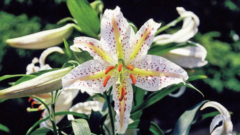 強い芳香のある日本特有のヤマユリを愛でよう。花や花粉、球根の写真を紹介