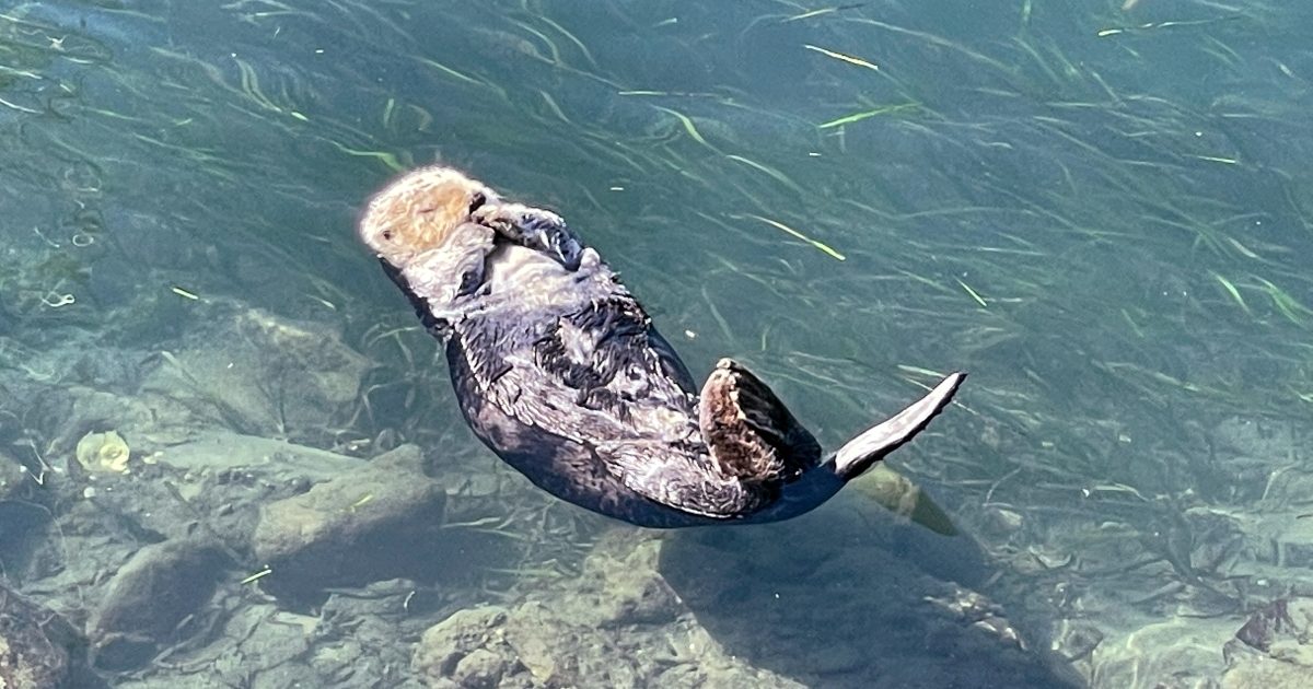 ロサンゼルス近くの港町で見かける野生のラッコ。実は絶滅危惧種に