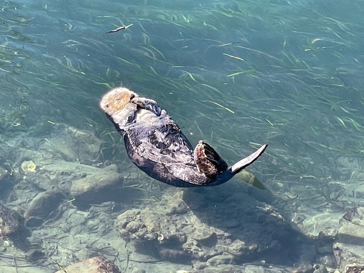 ロサンゼルス近くの港町で見かける野生のラッコ。実は絶滅危惧種に…【動物ドッキリクイズ・その30】