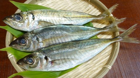 アジには種類がいくつかあった！美味しいアジの見分け方も紹介