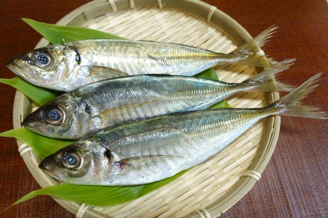 アジには種類がいくつかあった！美味しいアジの見分け方も紹介