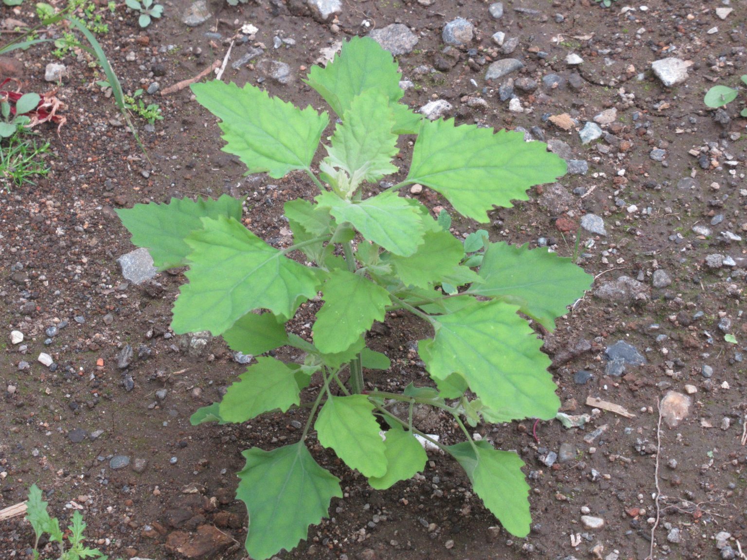 夏に巨大化する迷惑な雑草、オオブタクサ、シロザ、ヨウシュヤマゴボウの生態を徹底解説! | 自然観察・昆虫 【BE-PAL】キャンプ、アウトドア ...