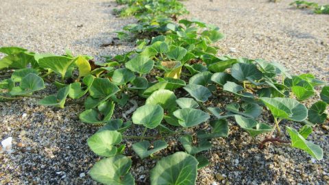 ハマヒルガオやハマボウフウなど、海辺に生きる雑草観察のコツ！知って歩くと100倍楽しいぞ