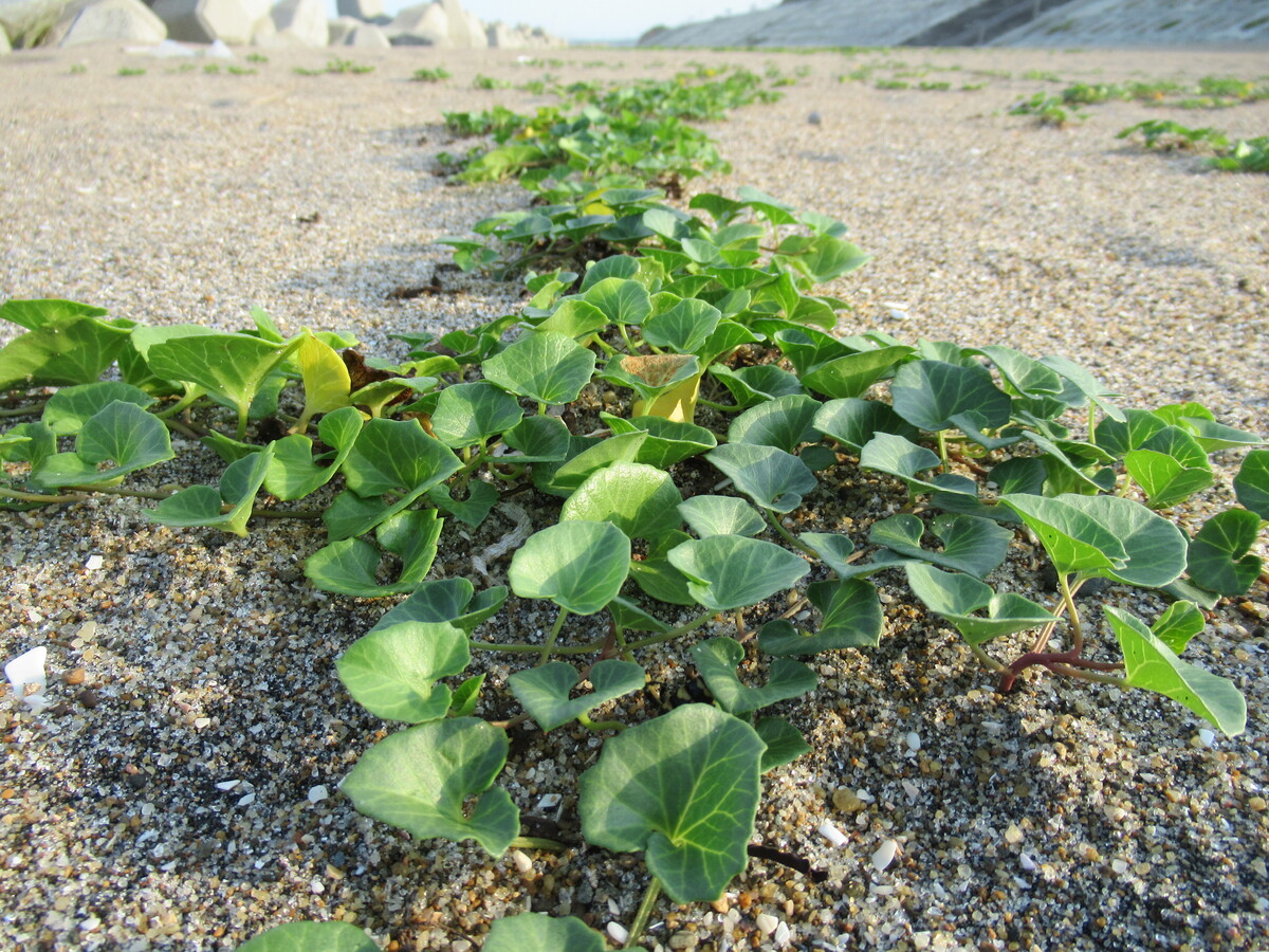 ハマヒルガオやハマボウフウなど、海辺に生きる雑草観察のコツ！知って歩くと100倍楽しいぞ