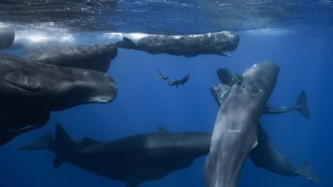 クジラと泳ぐ、1025kmをひたすら歩く…様々な追体験ができる夏のイチ推し映画４選