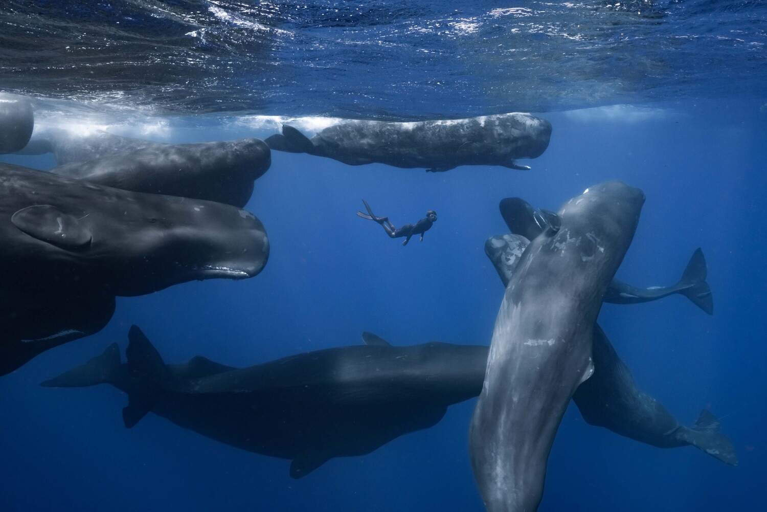 クジラと泳ぐ、1025kmをひたすら歩く…様々な追体験ができる夏のイチ推し映画４選
