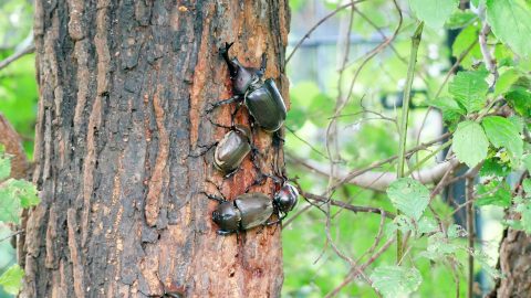 カブトムシは9月にも採集できる？可能なエリアや捕まえやすい時間帯も紹介