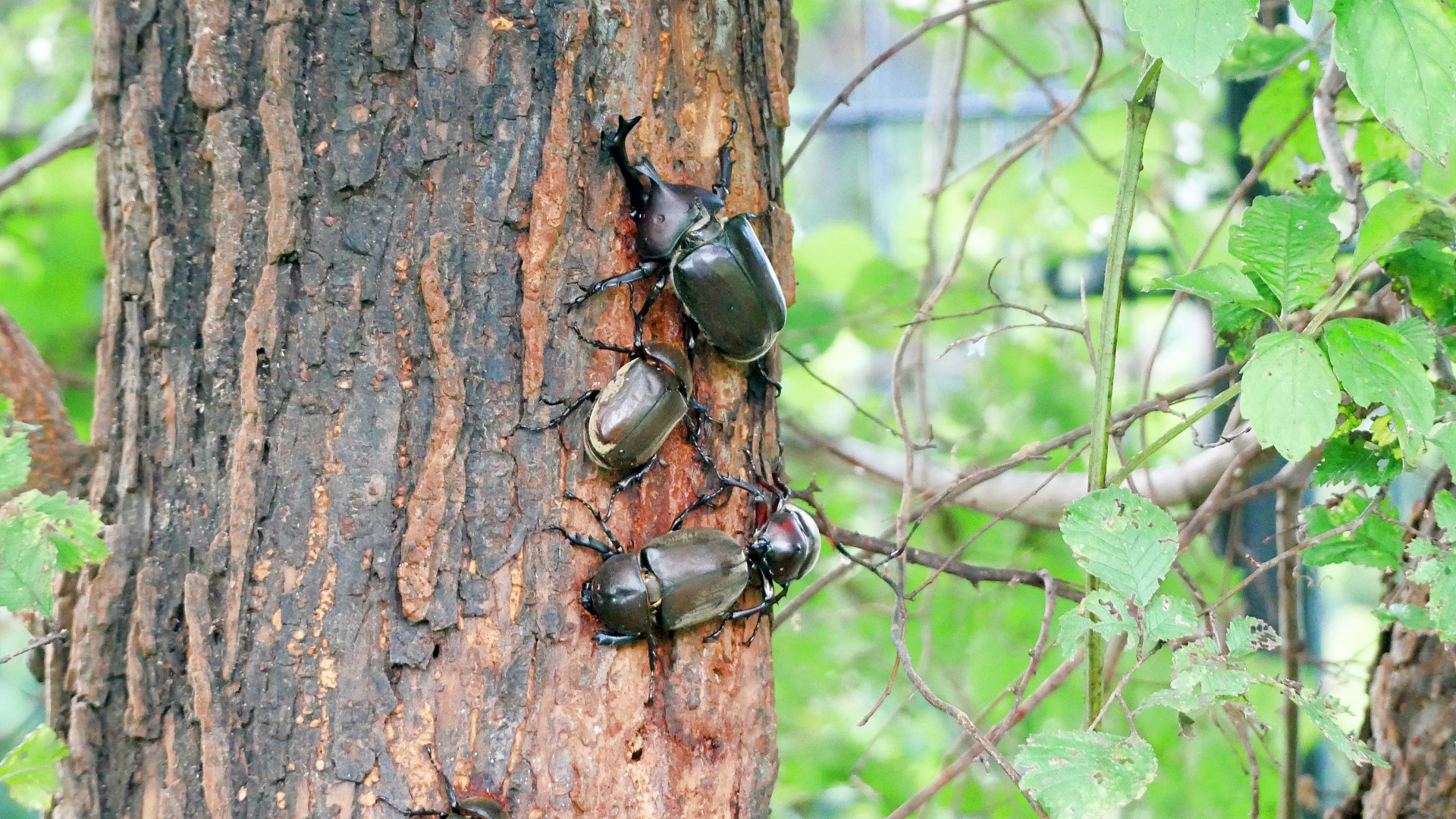 カブトムシは9月にも採集できる？可能なエリアや捕まえやすい時間帯も紹介