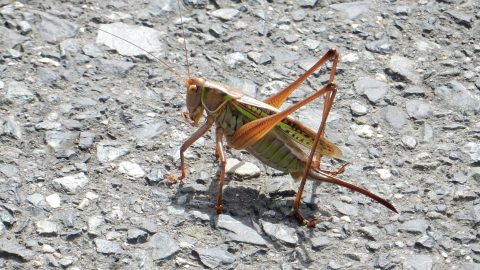 キリギリスには何の餌をあげればいい？捕まえ方や飼育方法を解説