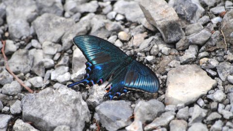 ミヤマカラスアゲハとはどんな蝶？特徴や生態、観察のポイントを紹介