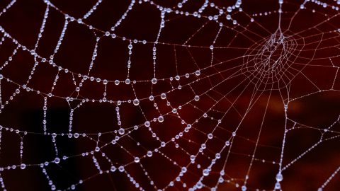 蜘蛛の目の数はいくつ？獲物を知覚する方法や面白い生態を紹介