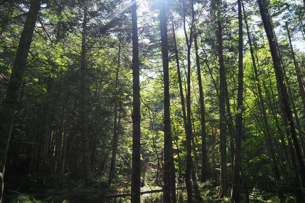 夏の森林