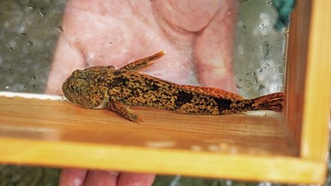 カジカ釣りに挑戦！簡単なのに釣りの魅力が詰まってる「見釣り」で頑張ったぞ～