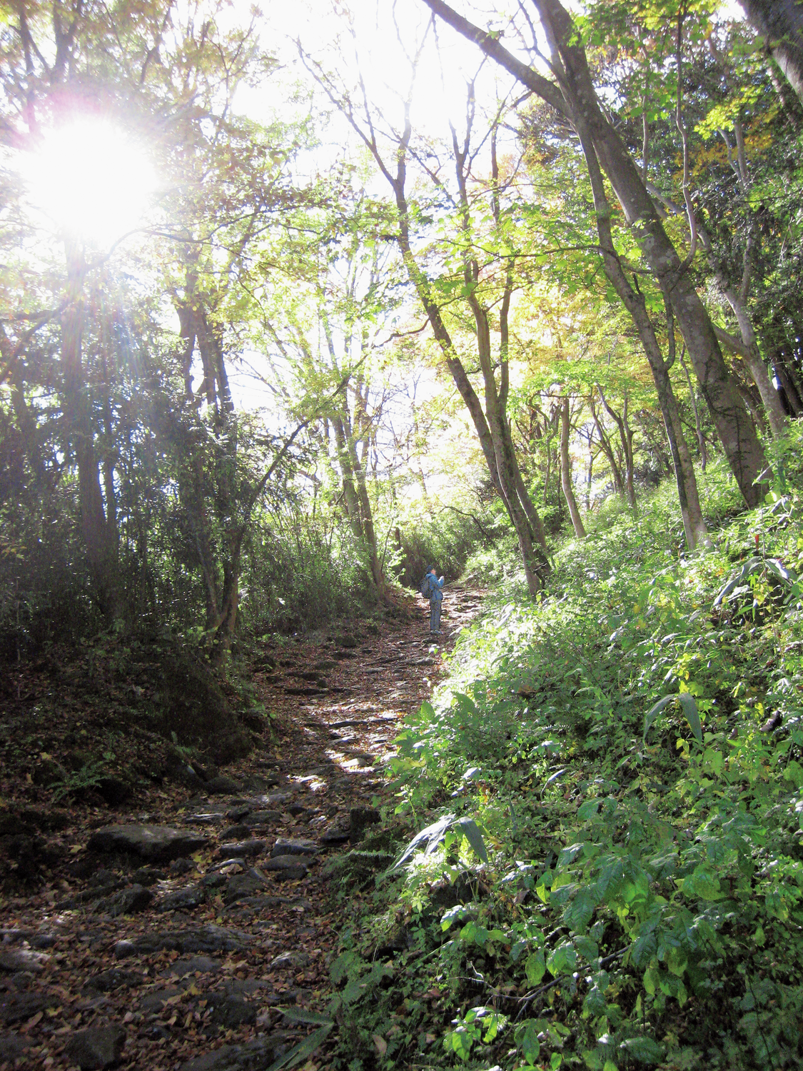 美食を目指してハイキング!いにしえの山道「箱根旧街道」を越えて峠の茶屋へ