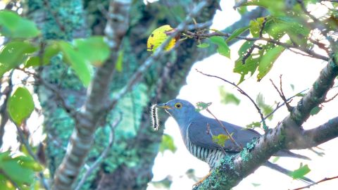 今なら都市公園でも会える！食欲の秋まっさかりの渡り鳥、ツツドリとエゾビタキを探そう