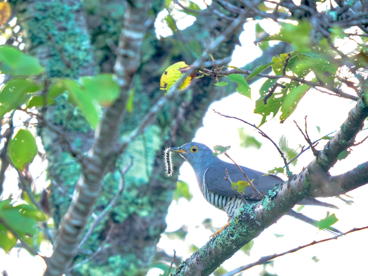 今なら都市公園でも会える！食欲の秋まっさかりの渡り鳥、ツツドリとエゾビタキを探そう