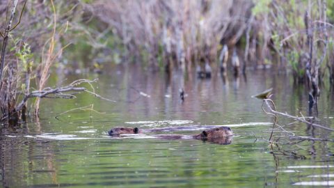 カリフォルニアでは山火事対策の救世主的存在!? ビーバーの生態とは？【動物ドッキリクイズ・その32】　