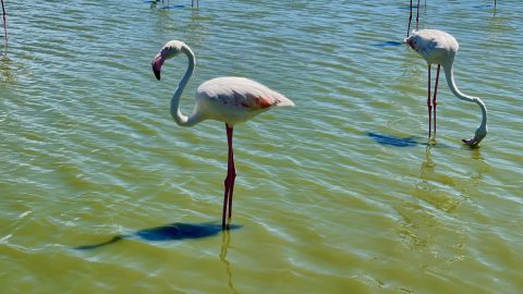 野生のフラミンゴを身近で観察できる！ 南仏の野鳥公園は優雅でダイナミックだった