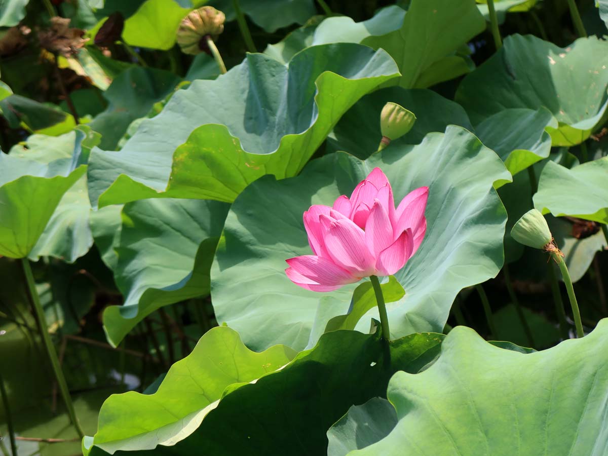 蓮の花