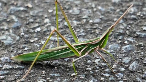 バッタってどんな昆虫？特徴や生態、代表的な種類を解説