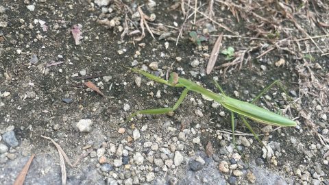 昆虫界最強クラスのカマキリの天敵とは？幼虫期・成虫期の天敵を紹介