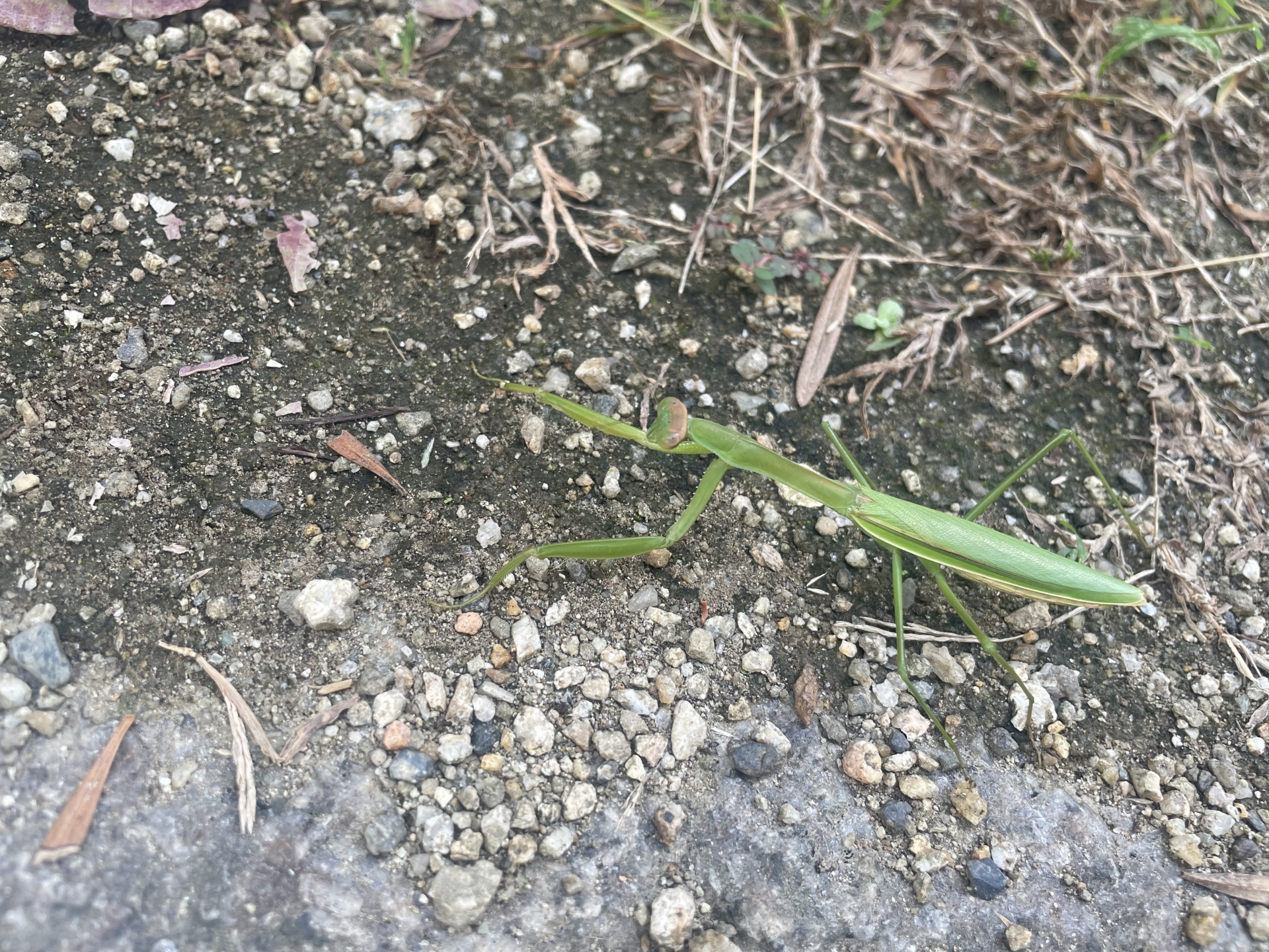 昆虫界最強クラスのカマキリの天敵とは？幼虫期・成虫期の天敵を紹介