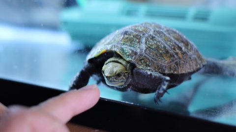 亀の飼育におすすめの水槽8選！大きい亀に最適な90cm以上も紹介