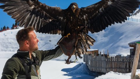 世界最大級の猛禽類「オジロワシ」ってどんな鳥？大きさは？【動物ドッキリクイズ・その31】