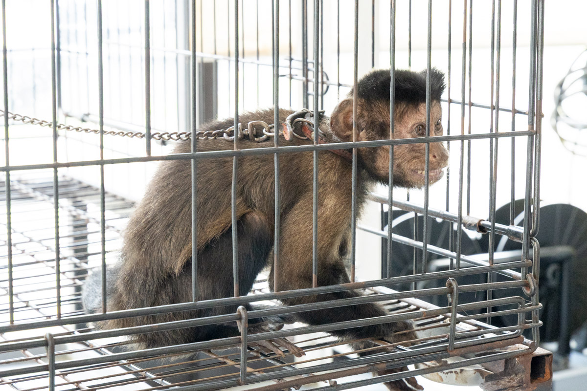 店のマスコットのおさるさん