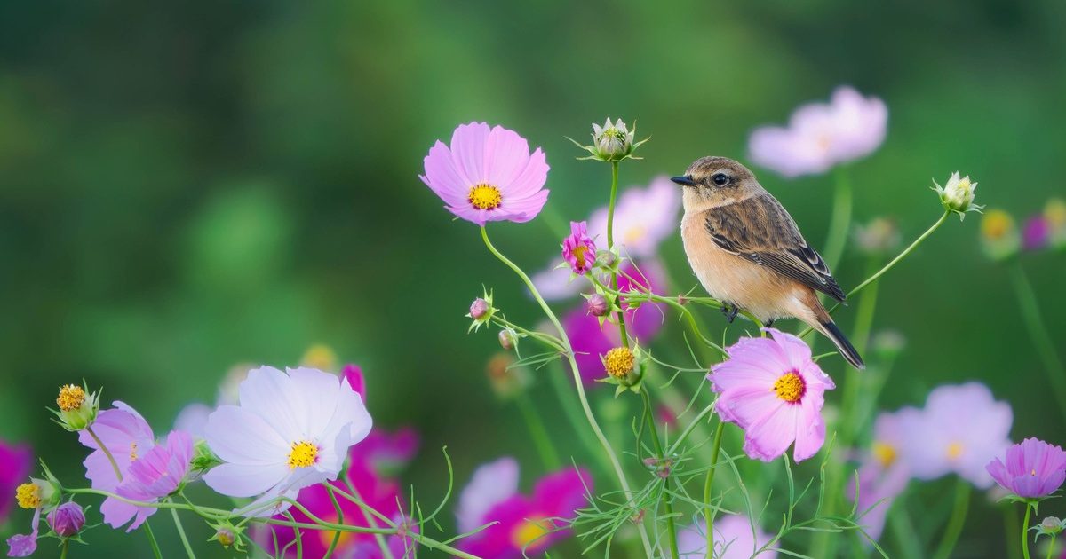 コスモスやソバなど、秋の草花とコラボするノビタキの可憐な姿を撮影し