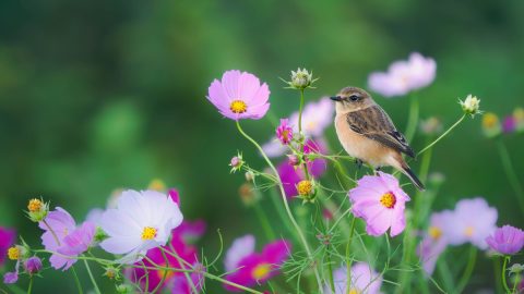 コスモスやソバなど、秋の草花とコラボするノビタキの可憐な姿を撮影してみた！