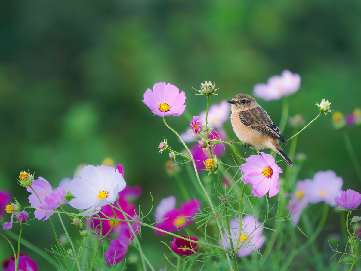 コスモスやソバなど、秋の草花とコラボするノビタキの可憐な姿を撮影してみた！