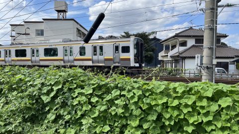 鉄道旅が何倍も楽しくなる！車窓から線路沿いに生える雑草の生態系を観察しよう