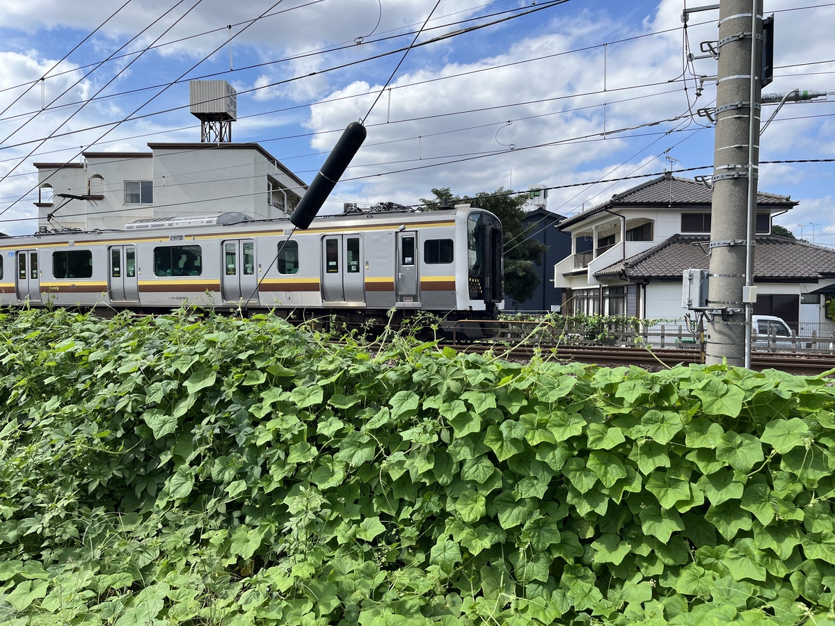 鉄道旅が何倍も楽しくなる!車窓から線路沿いに生える雑草の生態系を観察しよう