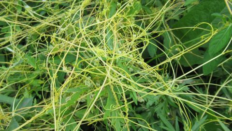 寄生したり、種をくっつけたり。人や他の植物を利用してしたたかに生きる「ずるい雑草」を探してみよう！