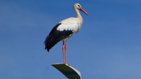 暑い時期に脚が白くなる？幸せのシンボル・ヨーロッパコウノトリはこんな生態【動物ドッキリクイズ・その33】　