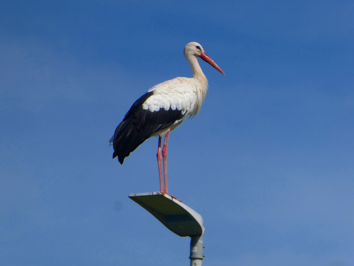 暑い時期に脚が白くなる？幸せのシンボル・ヨーロッパコウノトリはこんな生態【動物ドッキリクイズ・その33】　