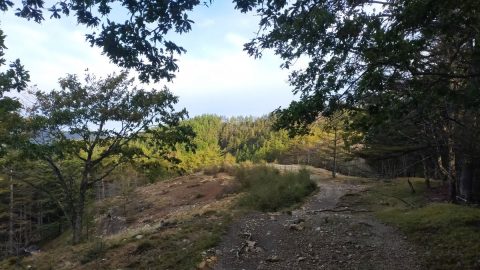 【2025年最新版】ニューバランスのトレッキングシューズは山歩きに使える？おすすめモデルと選び方ガイド！