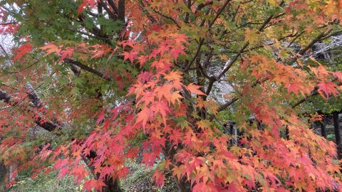 はじめての秋キャンプ！ 子連れファミリーが快適に楽しむためのポイントを解説