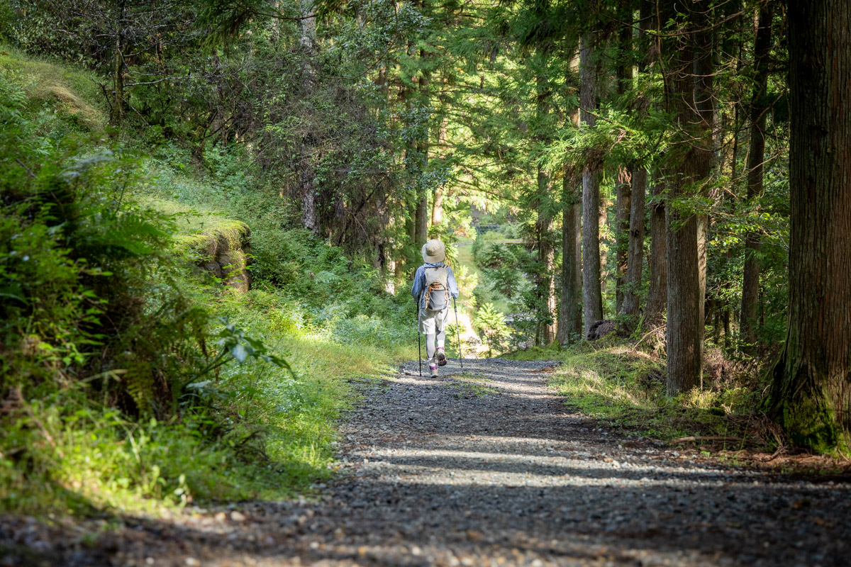 木漏れ日が心地いい林道