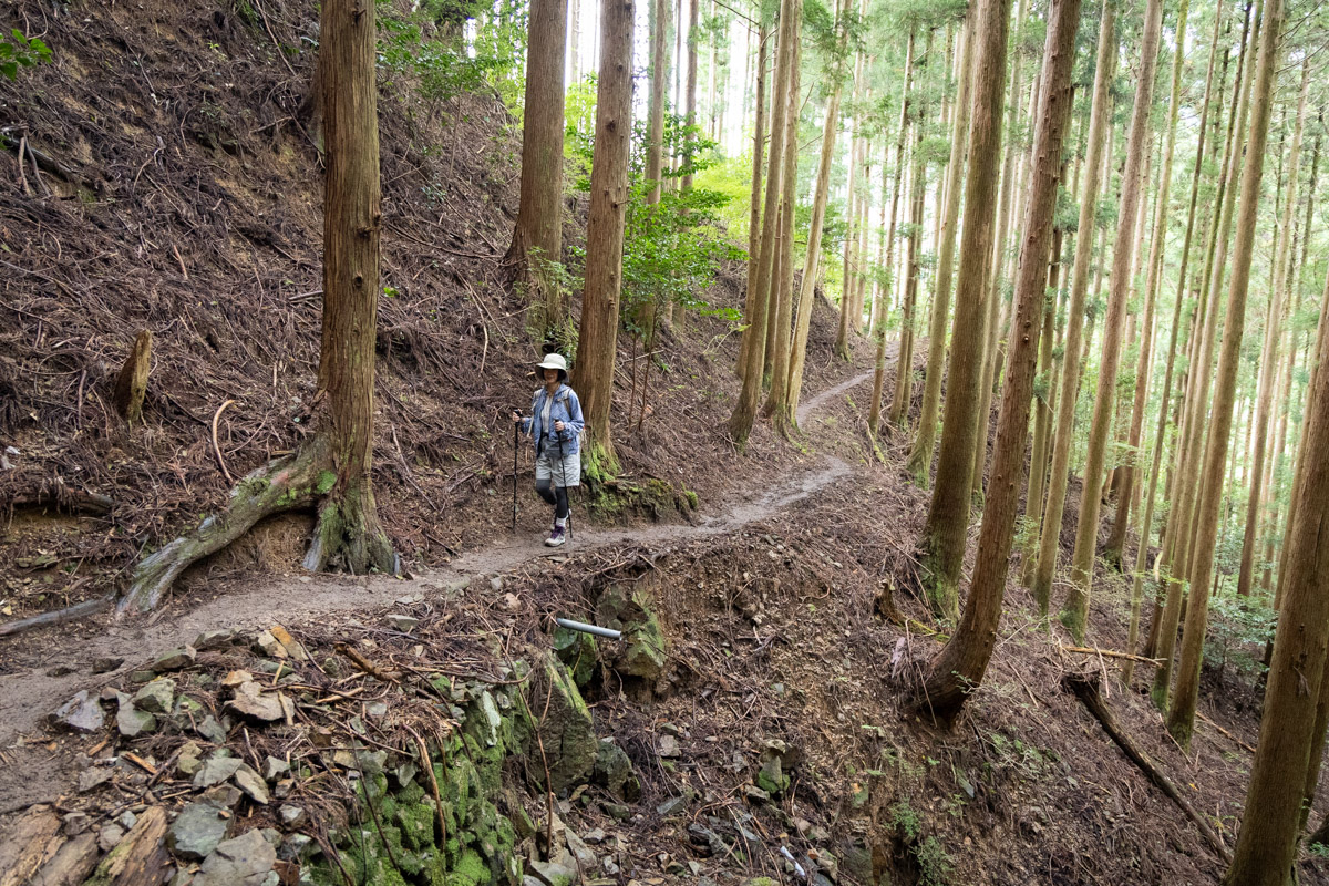 みごとなトレイル