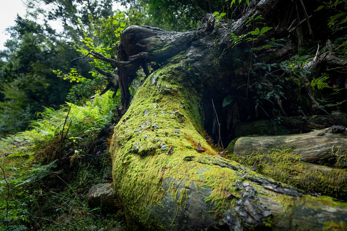 復旧したルート途中にある苔むした倒木