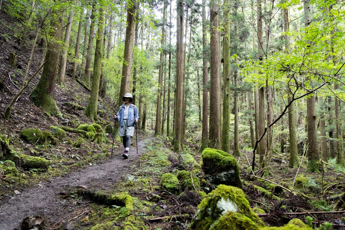 苔むした景色を楽しめる区間