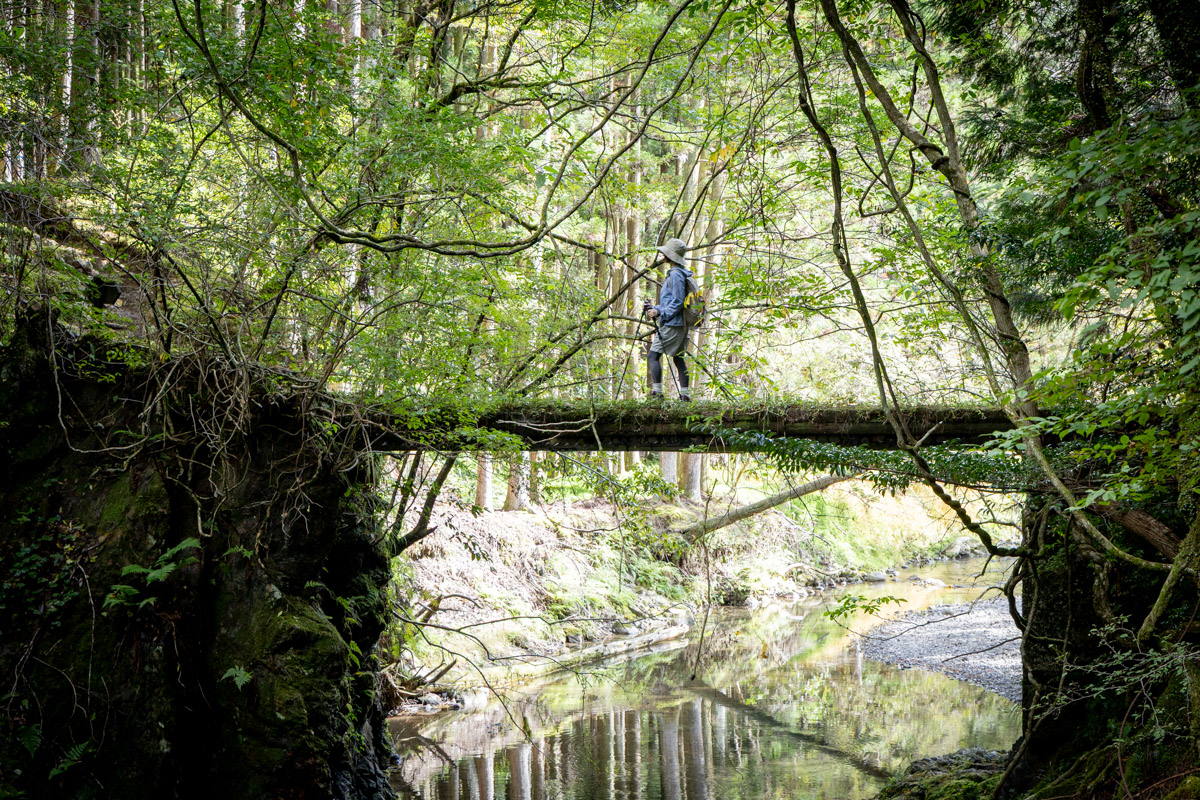 美しい景色の中の橋